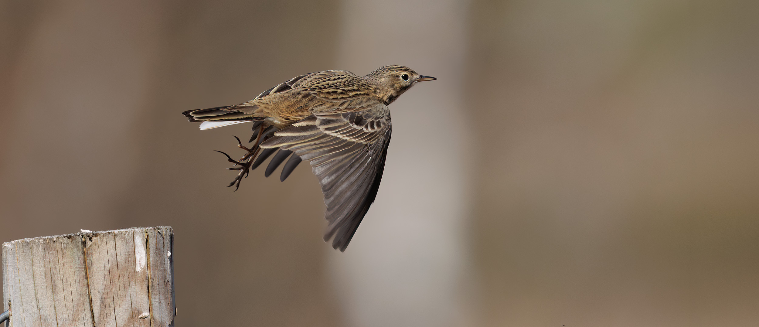 Anthus pratensis meadow pipit flying